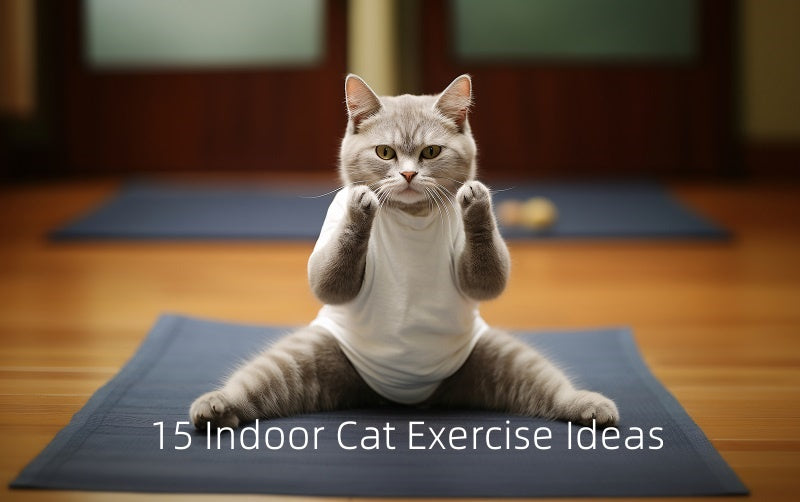 15 Fun and Effective Ways to Exercise Your Indoor Cat
