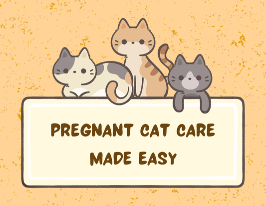 Caring for Your Pregnant Cat: Tips Every Cat Owner Should Know