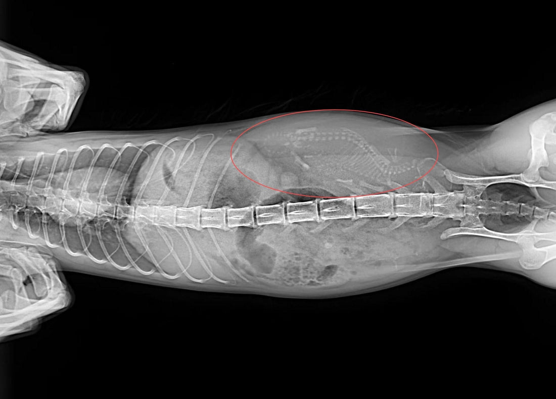 Dante's Journey Through Motherhood: The Cat Breeding Experience of a Story of Cats, Love, and Loss