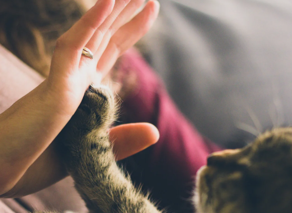 Preventing Cat Illness: Choosing the Right Products is Essential