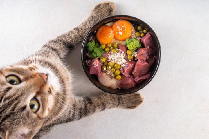 Is Your Cat Really Eating the Right Food?
