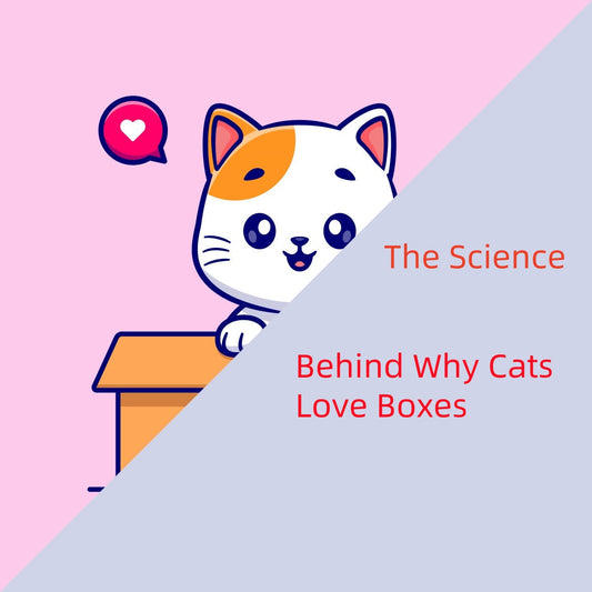 Why Do Cats Love Playing in Cardboard Boxes?