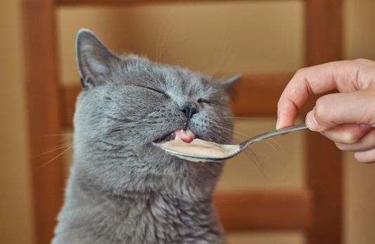 Helping Your Cat Stay Healthy: Tips for Weight Management