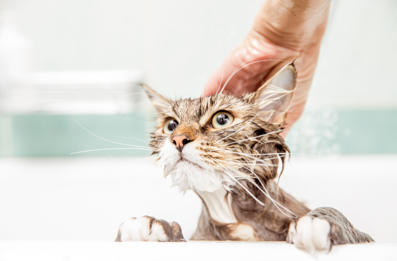Stress-Free Cat Baths: How to Keep Your Cat Calm and Clean