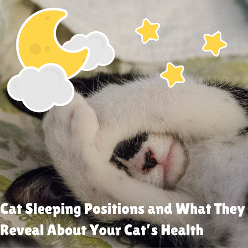 Cat Sleeping Positions and What They Reveal About Your Cat’s Health