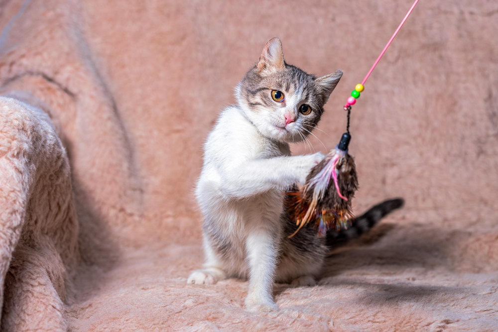 How to Keep Your Indoor Cat Happy, Active, and Healthy