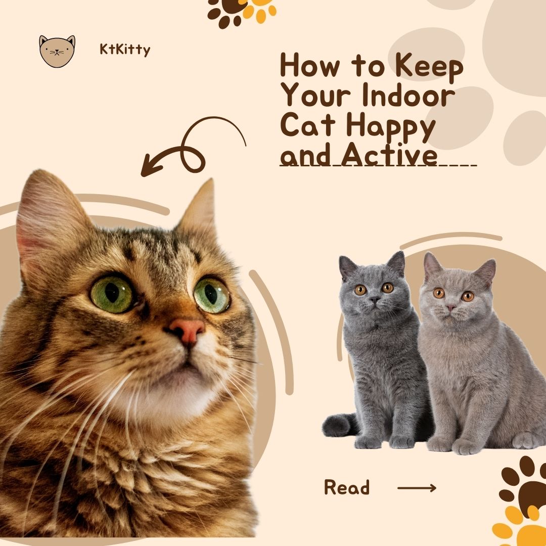 How to Keep Your Indoor Cat Happy and Active