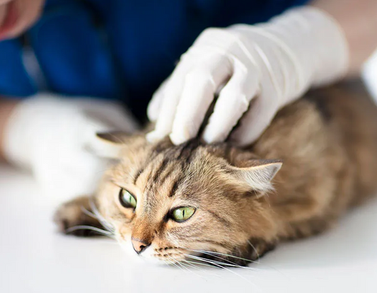 The Complete Guide to Cat Ear Care: How to Clean Your Cat’s Ears Safely