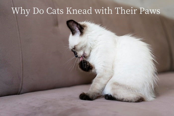Why Do Cats Knead with Their Paws?