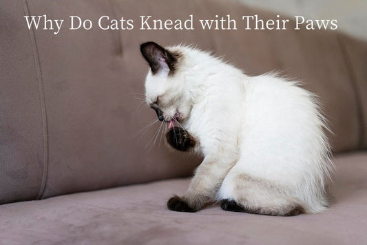 Why Do Cats Knead with Their Paws?