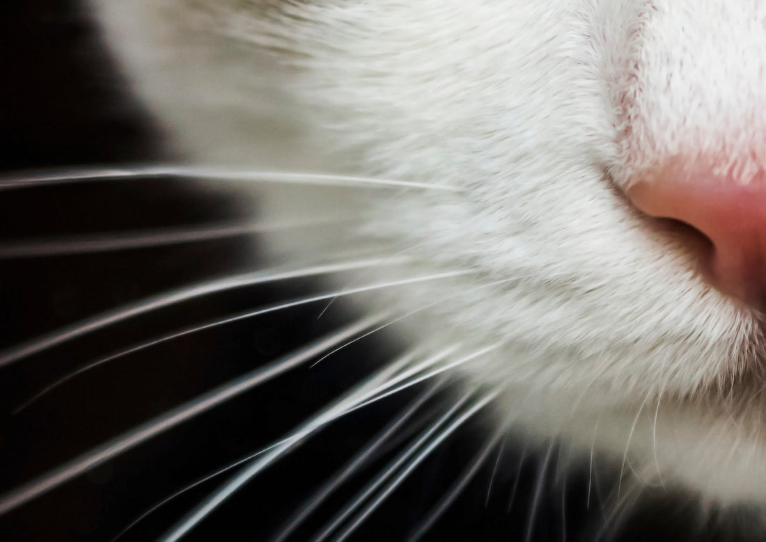 🐾 Why Cat Whiskers Matter — And How a Good Bowl Can Help Your Cat Eat Comfortably