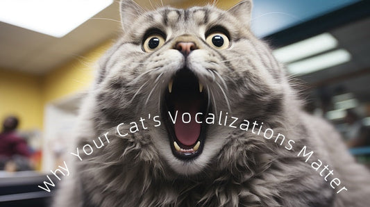 Why Your Cat’s Vocalizations Matter: A Guide for Newbies