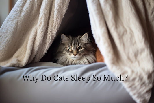 Why Do Cats Sleep So Much