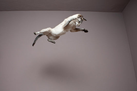Why Cats Jump So High – What You Must Know About Their Amazing Leaps