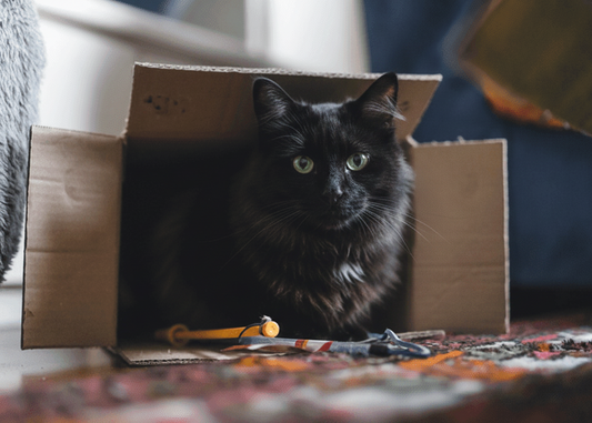 The Secret Corners of Cats: Why They Love Hiding in Small Spaces