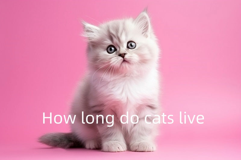 How Long Do Cats Live? A Guide to Feline Lifespan and Life Stages