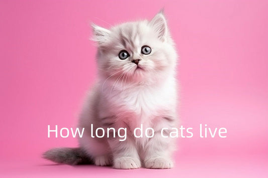 How Long Do Cats Live? A Guide to Feline Lifespan and Life Stages