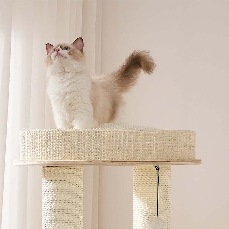 The Perfect Cat Tree for Play and Rest featuring a happy cat on a multi-level platform.