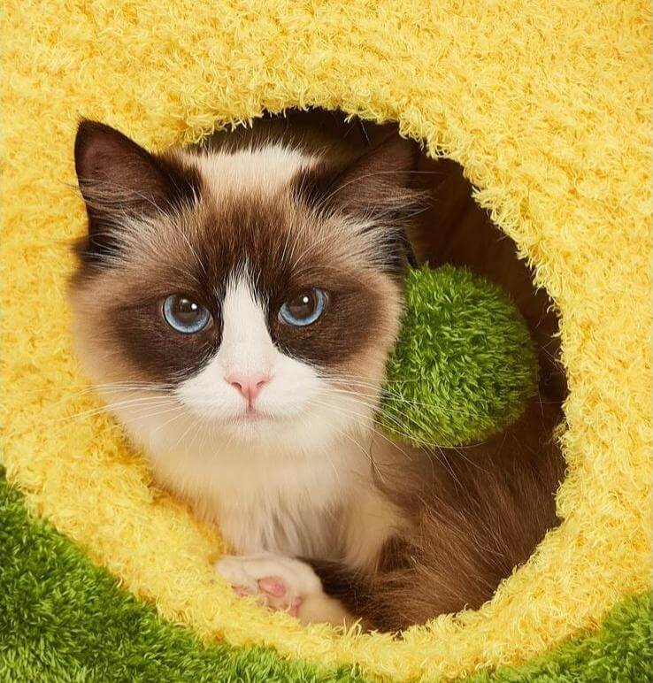 Avocado Cat Tree — Scratching Post and Cozy Bed Hideaway