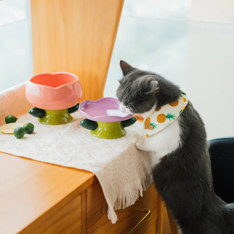 Non-Slip Base for Mess-Free Feeding -KtKitty