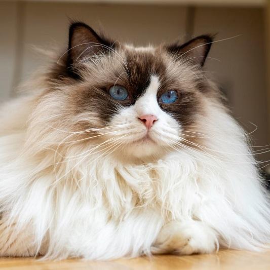 Coat & Physical Traits