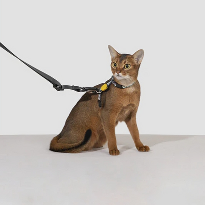 Built-in safety tether point-KtKitty