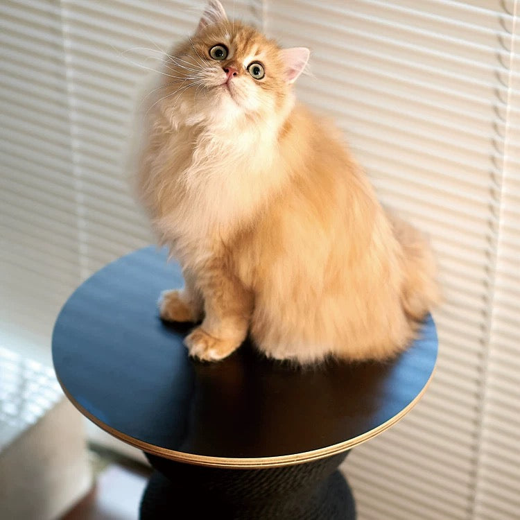 Fluffy orange cat sitting on a black round pedestal, showcasing the Vertical Large Cat Scratching Post Climbing tree.