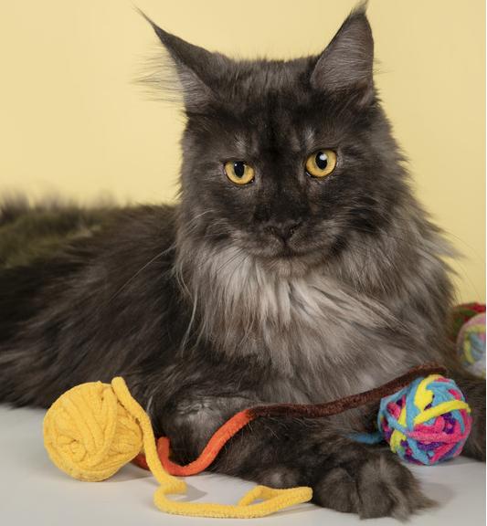 Kitten playing with the yarn ball toy, perfect for teething and chewing.