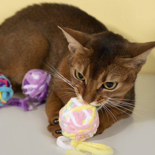 Kittens enjoying the bell sound and yarn ball play.